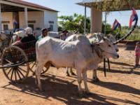 Auf geht's zum Ochsenkarren Ausflug - Kampong Tralach - Kambodscha